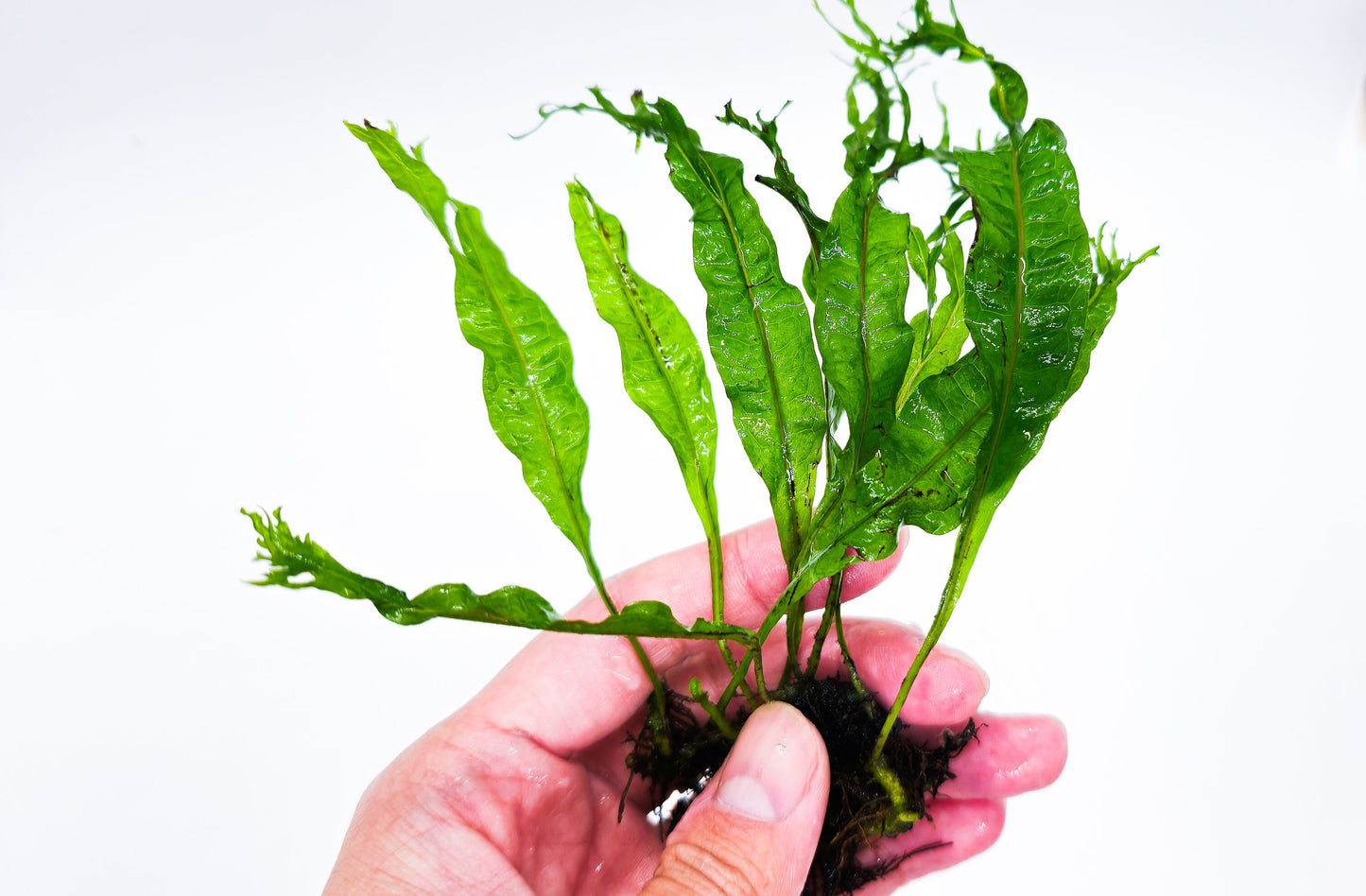 Buy 2 Get 1 Free * Java Fern "Windelov" (Microsorum Pteropus Windelov) - Live Aquarium Plant, Low Maintenance, Easy Care, Aquascaping