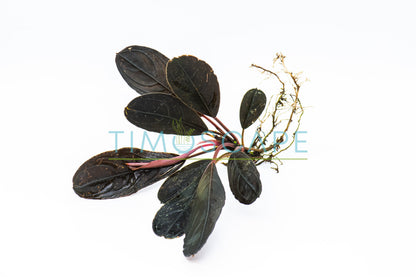 Bucephalandra Sp. Dark Skeleton King | Rare Live Aquarium Plant | Unique Collector Variety | Low Light | Shrimp Tank