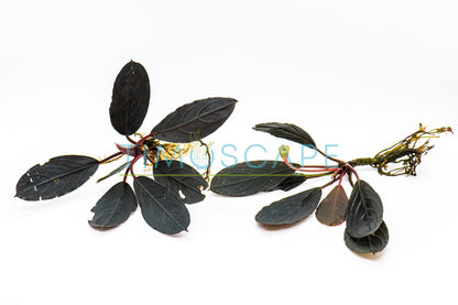 Bucephalandra Sp. Dark Skeleton King | Rare Live Aquarium Plant | Unique Collector Variety | Low Light | Shrimp Tank