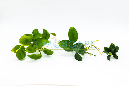 Live Anubias Aquarium Plant Bundle | Buy 2 Get 1 Free | Easy Care Rhizome | Low Light | Fish Tank Decor
