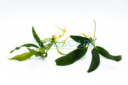 Live Anubias Aquarium Plant Bundle | Buy 2 Get 1 Free | Easy Care Rhizome | Low Light | Fish Tank Decor