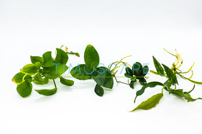 Live Anubias Aquarium Plant Bundle | Buy 2 Get 1 Free | Easy Care Rhizome | Low Light | Fish Tank Decor