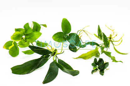 Live Anubias Aquarium Plant Bundle | Buy 2 Get 1 Free | Easy Care Rhizome | Low Light | Fish Tank Decor