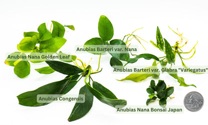 Live Anubias Aquarium Plant Bundle | Buy 2 Get 1 Free | Easy Care Rhizome | Low Light | Fish Tank Decor