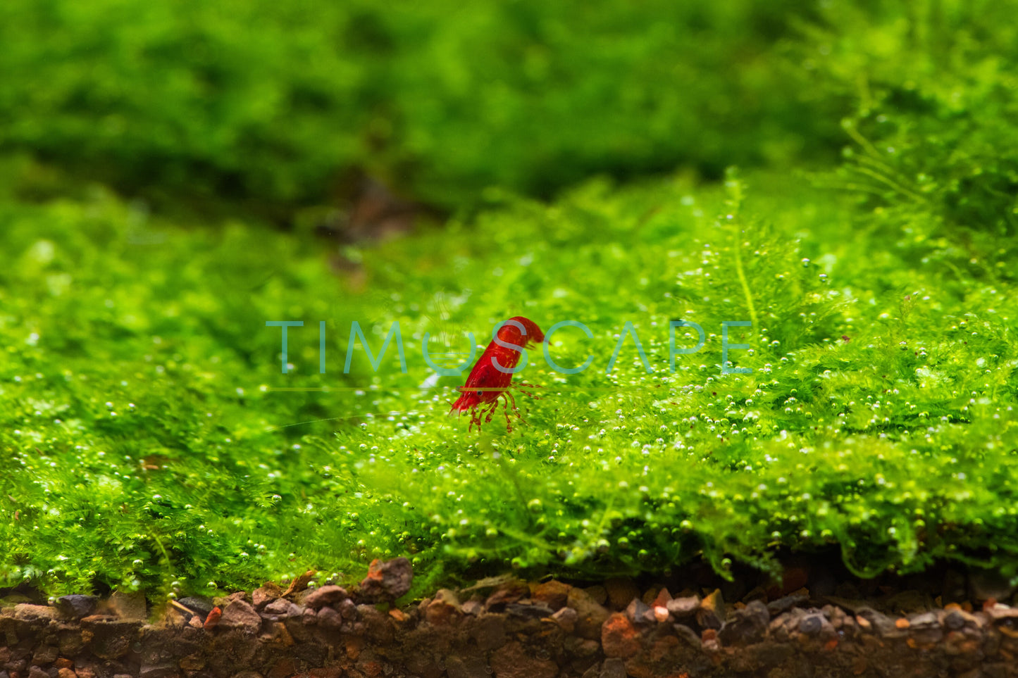 Mini Taiwan Moss Mat (3.5inx3.5in) - Live Aquarium Moss For Planted Shrimp Tank, Terrarium Setup