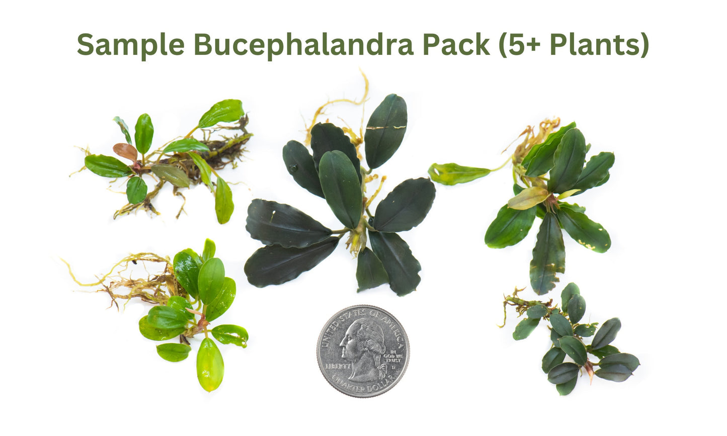 Live Bucephalandra Rare Aquarium Plants, Unique Adorable Fish Tank Décor Plant With Mystery Bonus, Fish Lover Gift
