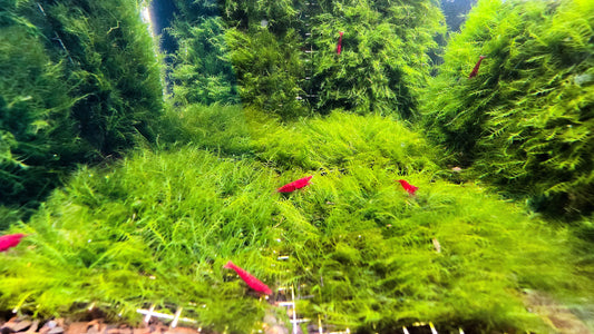 Mini Fissiden Moss Mat (3.5inx3.5in) - Live Aquarium Moss For Planted Shrimp Tank, Terrarium Setup