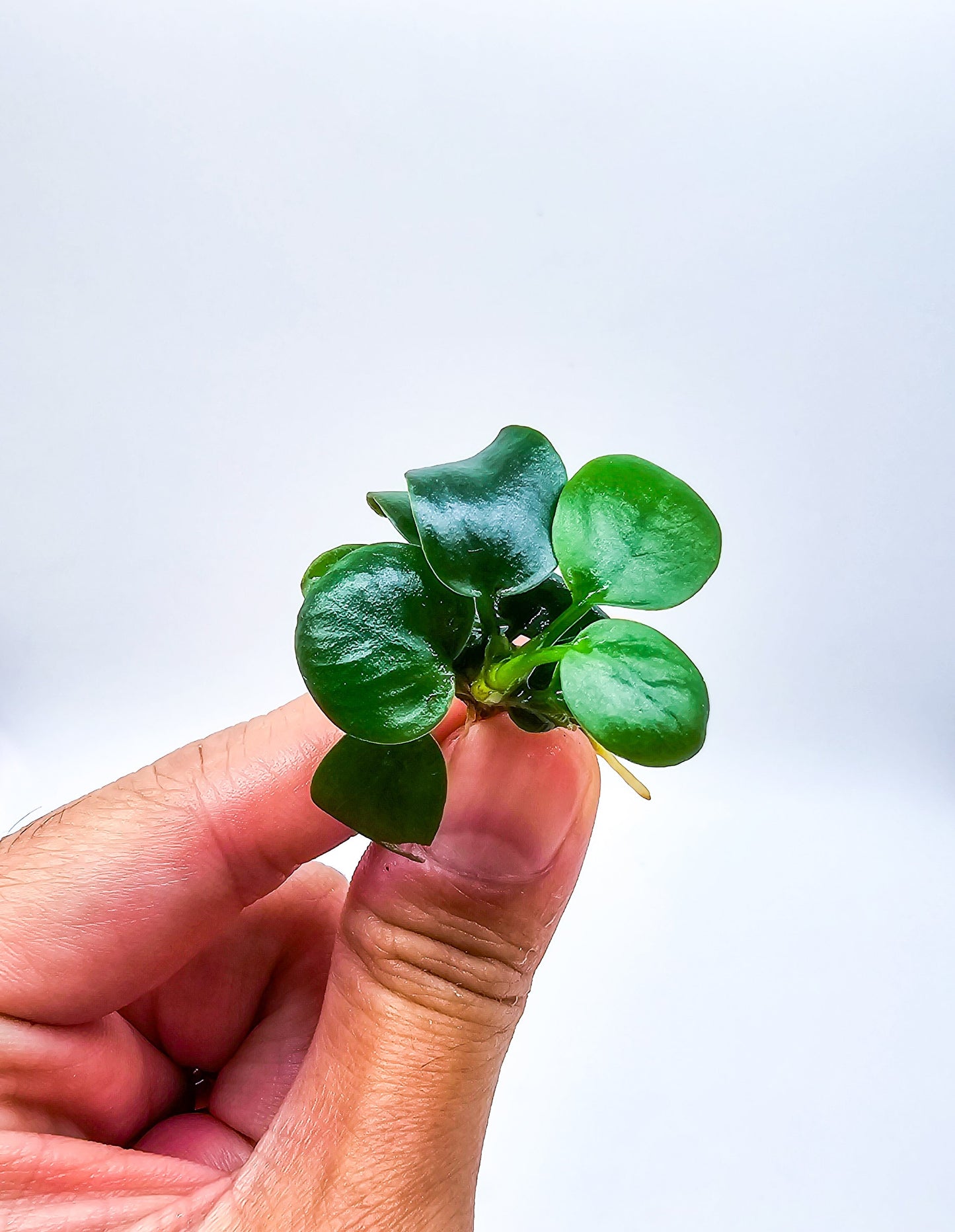 Buy 2 Get 1 Free * Anubias Mini Coin - Aquarium Plant