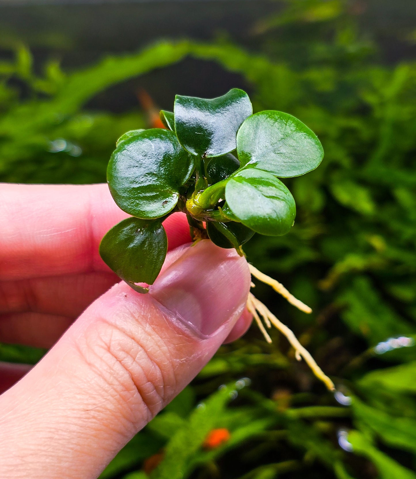 Buy 2 Get 1 Free * Anubias Mini Coin - Aquarium Plant