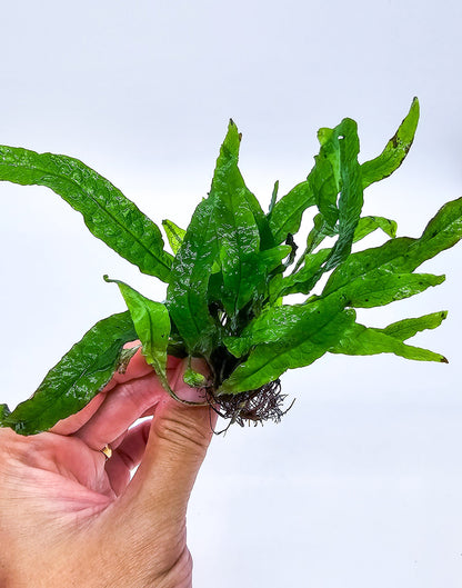 Buy 2 Get 1 Free | Java Fern Windelov | Live Aquarium Plant | Lace Leaf | Low Light | Easy Care
