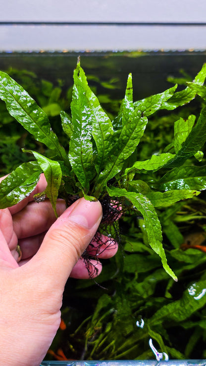 Buy 2 Get 1 Free | Java Fern Windelov | Live Aquarium Plant | Lace Leaf | Low Light | Easy Care