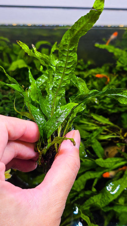 Buy 2 Get 1 Free | Java Fern Windelov | Live Aquarium Plant | Lace Leaf | Low Light | Easy Care