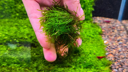 Buy 2 Get 1 Free | Mini Spiky Moss | Live Aquarium Moss | Nano Tank | Shrimp Tank | Easy Low Light