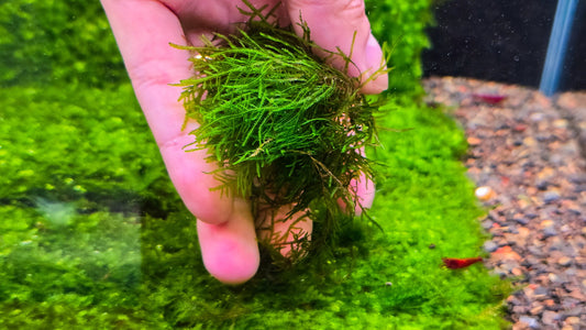 Buy 2 Get 1 Free * Mini Spiky Moss - Live Aquarium Moss (Golfball Size) for Shrimp Tank, Terrarium, Moss Wall, Moss Tree, Aquascaping