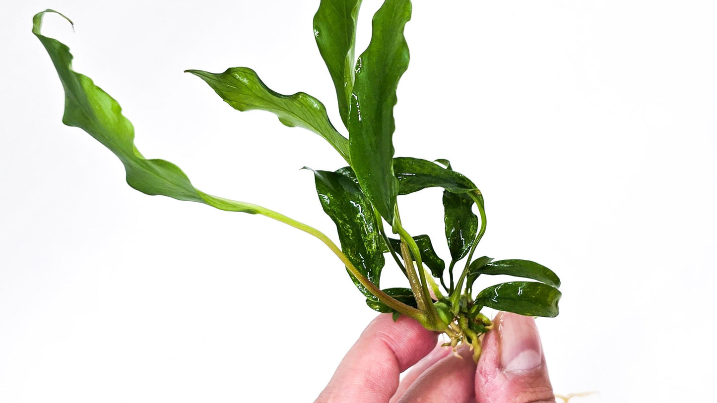 Buy 2 Get 1 Free * Anubias Minima - Live Aquarium Plant, Low Maintenance, Easy Care, Aquascaping