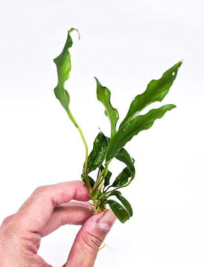 Buy 2 Get 1 Free | Anubias Minima | Rare Narrow Leaf Live Aquarium Plant | Low Light | Easy Care