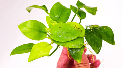 Buy 2 Get 1 Free | Anubias Nana Golden Leaf | Rare Live Aquarium Plant | Yellow Leaf Rhizome | Low Light