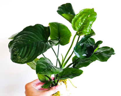 Buy 2 Get 1 Free | Anubias Nana Giant XXL | Large Live Aquarium Plant | Statement Piece | Low Light