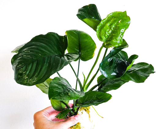 Buy 2 Get 1 Free * Anubias Nana Giant Mother Plant (XXL) - Live Aquarium Plant, Low Maintenance, Easy Care, Aquascaping