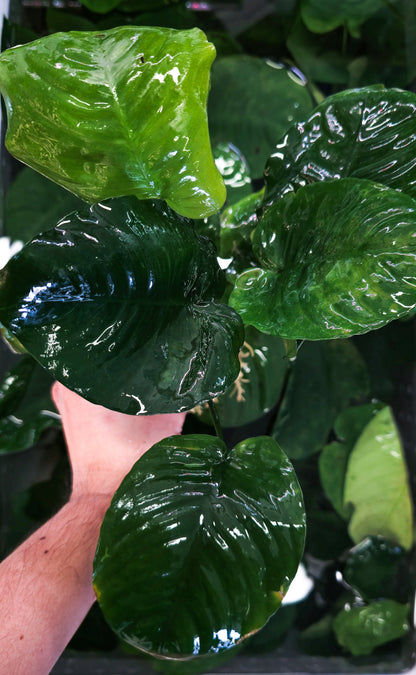 Buy 2 Get 1 Free | Anubias Nana Giant XXL | Large Live Aquarium Plant | Statement Piece | Low Light
