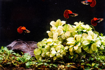 Buy 2 Get 1 Free | Anubias Nana Petite White | Rare White Variegated Aquarium Plant | Low Light | Shrimp Safe