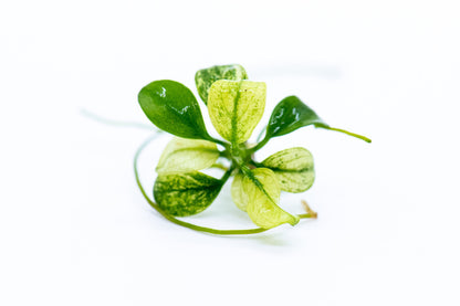 Buy 2 Get 1 Free | Mini Anubias Nana Petite White | Rare Small White Aquarium Plant | Low Light | Nano Tank