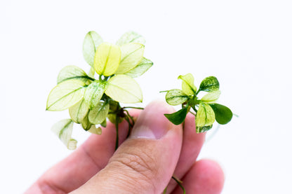 Buy 2 Get 1 Free | Mini Anubias Nana Petite White | Rare Small White Aquarium Plant | Low Light | Nano Tank