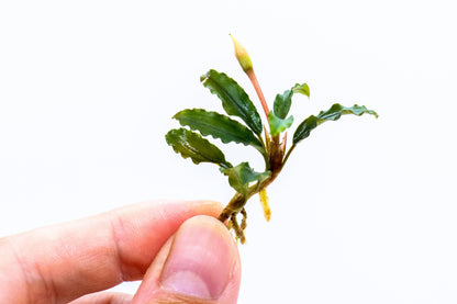 Buy 2 Get 1 Free | Random Bucephalandra Live Aquarium Plant | Rare Rhizome | Low Light | Shrimp Tank