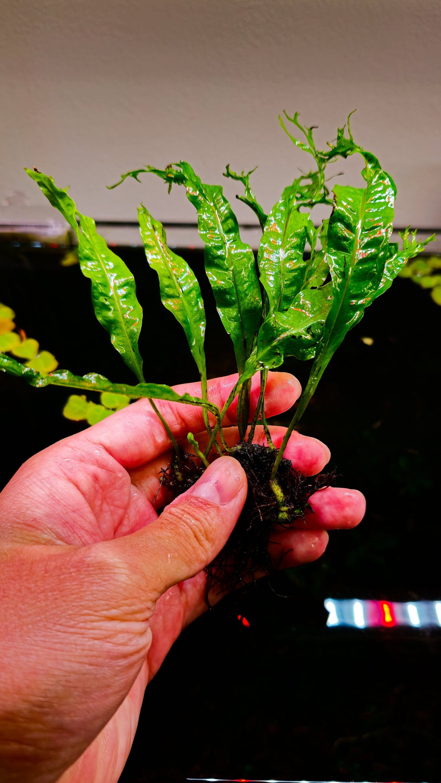 Buy 2 Get 1 Free * Java Fern "Windelov" (Microsorum Pteropus Windelov) - Live Aquarium Plant, Low Maintenance, Easy Care, Aquascaping