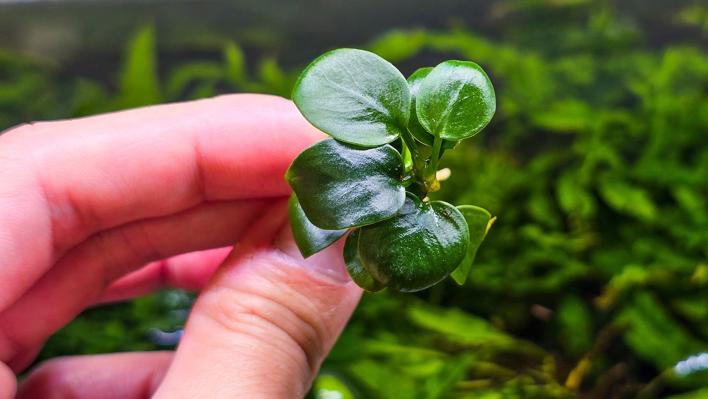 Buy 2 Get 1 Free * Anubias Mini Coin - Aquarium Plant