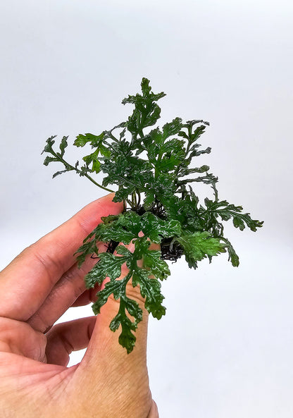 Buy 2 Get 1 Free | Bolbitis Heudelotii Difformis | Rare Live Aquarium Fern | Low Light | Easy Care