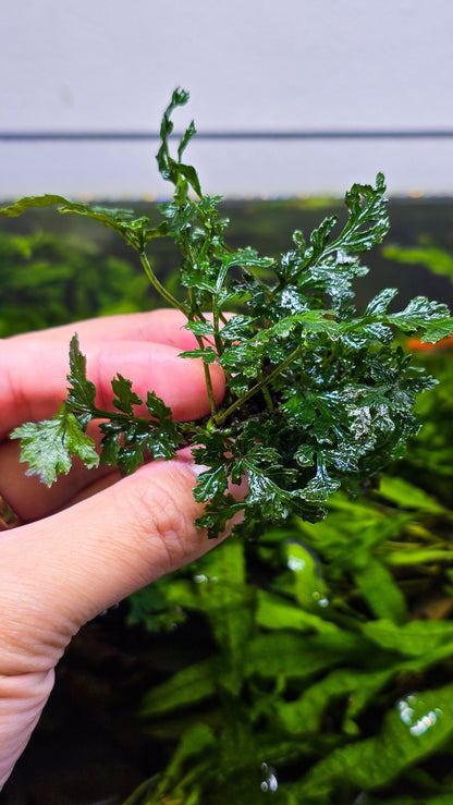 Buy 2 Get 1 Free | Bolbitis Heudelotii Difformis | Rare Live Aquarium Fern | Low Light | Easy Care