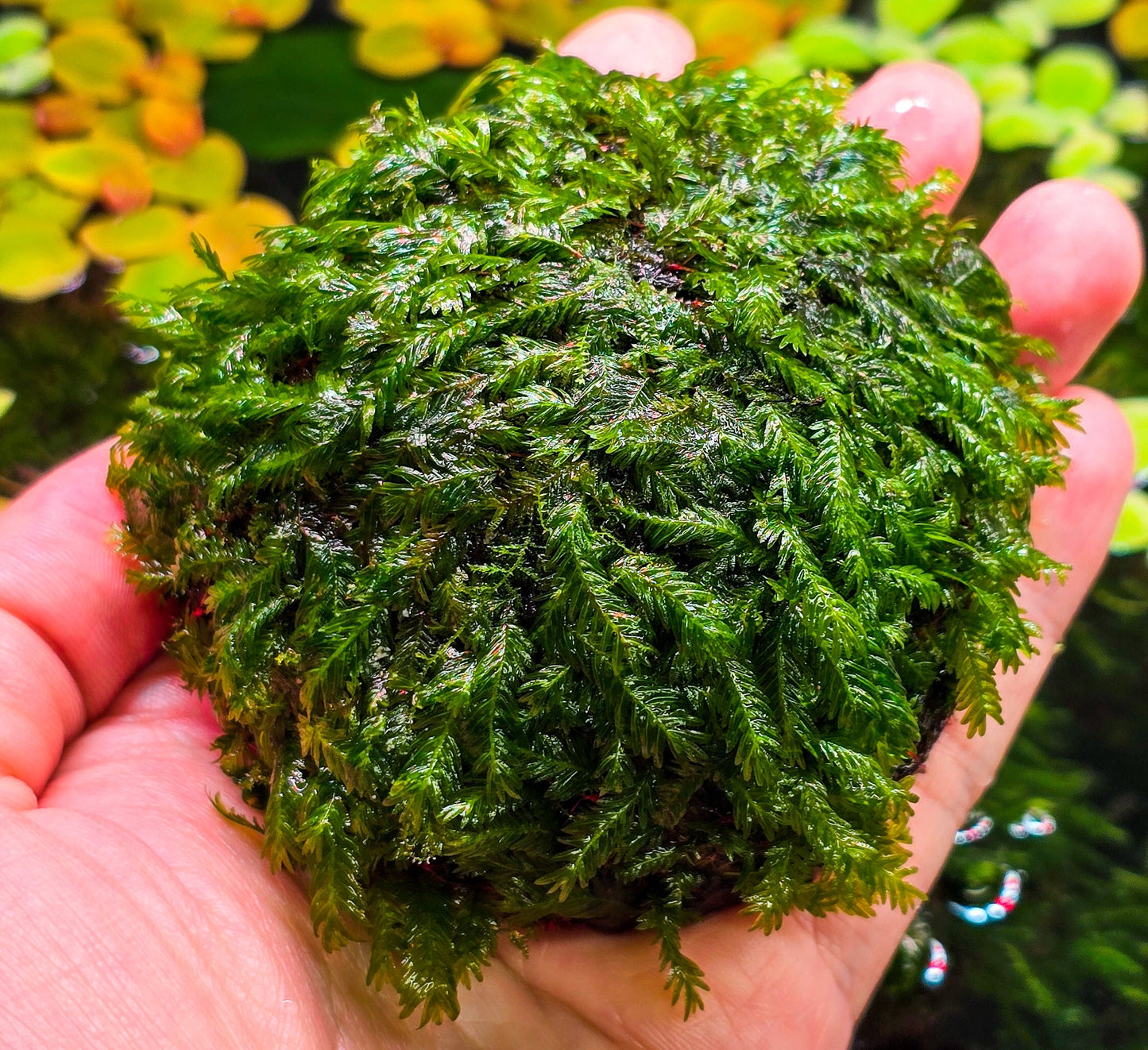 Fissidens Nobilis Moss Dome (3inx1.25in) - Live Aquarium Moss For Planted Shrimp Tank, Terrarium Setup