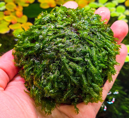 Fissidens Nobilis Moss Dome | Premium Live Aquarium Moss | Decorative Dome | Shrimp Tank | Low Light