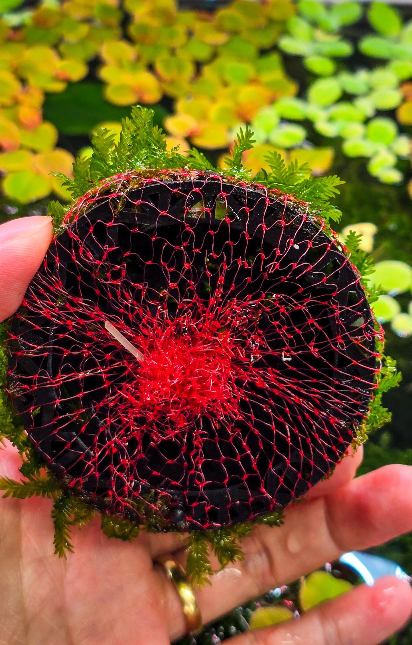 Fissidens Nobilis Moss Dome (3inx1.25in) - Live Aquarium Moss For Planted Shrimp Tank, Terrarium Setup