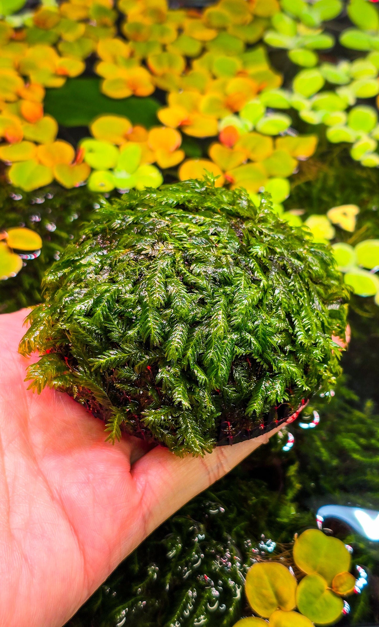 Fissidens Nobilis Moss Dome (3inx1.25in) - Live Aquarium Moss For Planted Shrimp Tank, Terrarium Setup