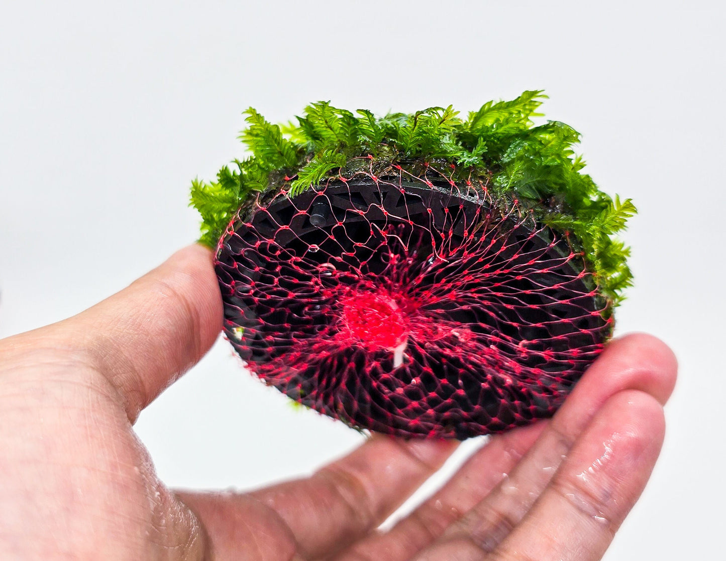 Fissidens Nobilis Moss Dome (3inx1.25in) - Live Aquarium Moss For Planted Shrimp Tank, Terrarium Setup