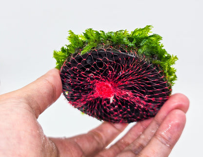 Fissidens Nobilis Moss Dome | Premium Live Aquarium Moss | Decorative Dome | Shrimp Tank | Low Light