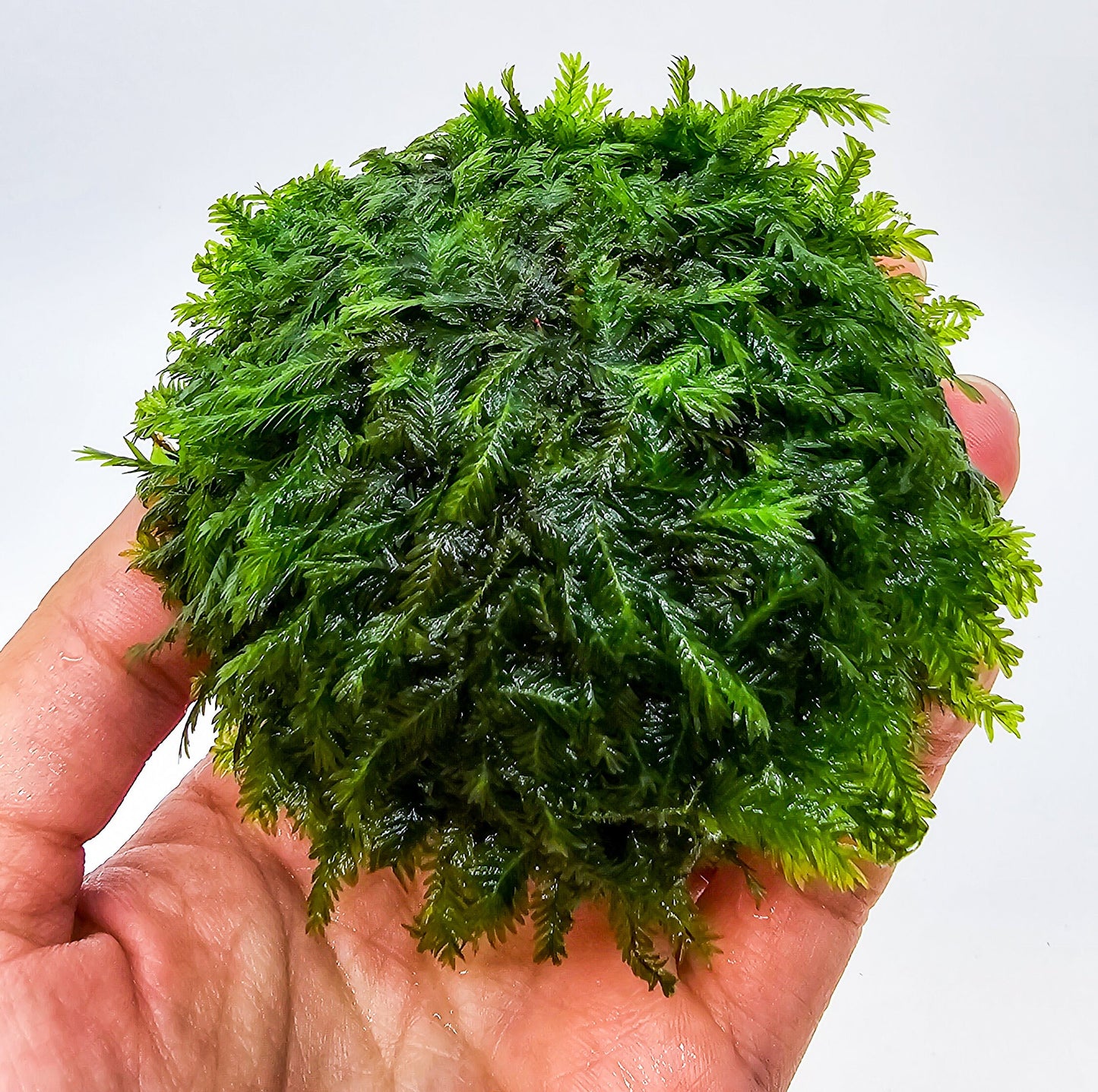 Fissidens Nobilis Moss Dome (3inx1.25in) - Live Aquarium Moss For Planted Shrimp Tank, Terrarium Setup