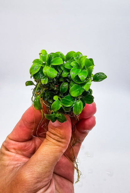 Buy 2 Get 1 Free | Anubias Super Petite Thai | Rare Tiny Live Aquarium Plant | Nano Tank | Low Light
