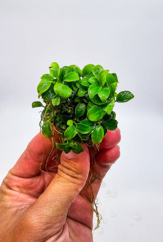 Buy 2 Get 1 Free * Anubias 'Super Petite' Thai - Rare Aquarium Plant
