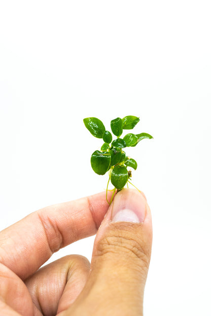 Buy 2 Get 1 Free | Anubias Super Petite Thai | Rare Tiny Live Aquarium Plant | Nano Tank | Low Light