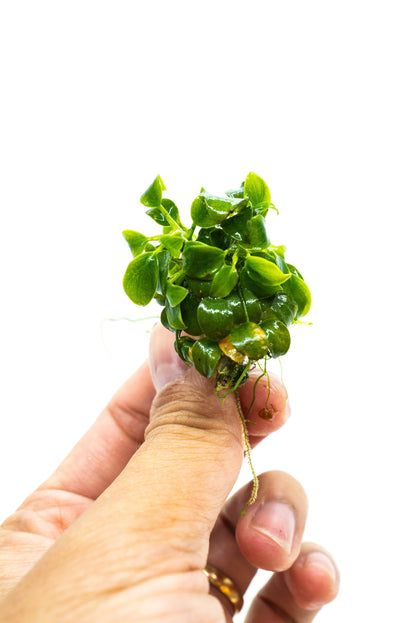 Buy 2 Get 1 Free | Anubias Super Petite Thai | Rare Tiny Live Aquarium Plant | Nano Tank | Low Light