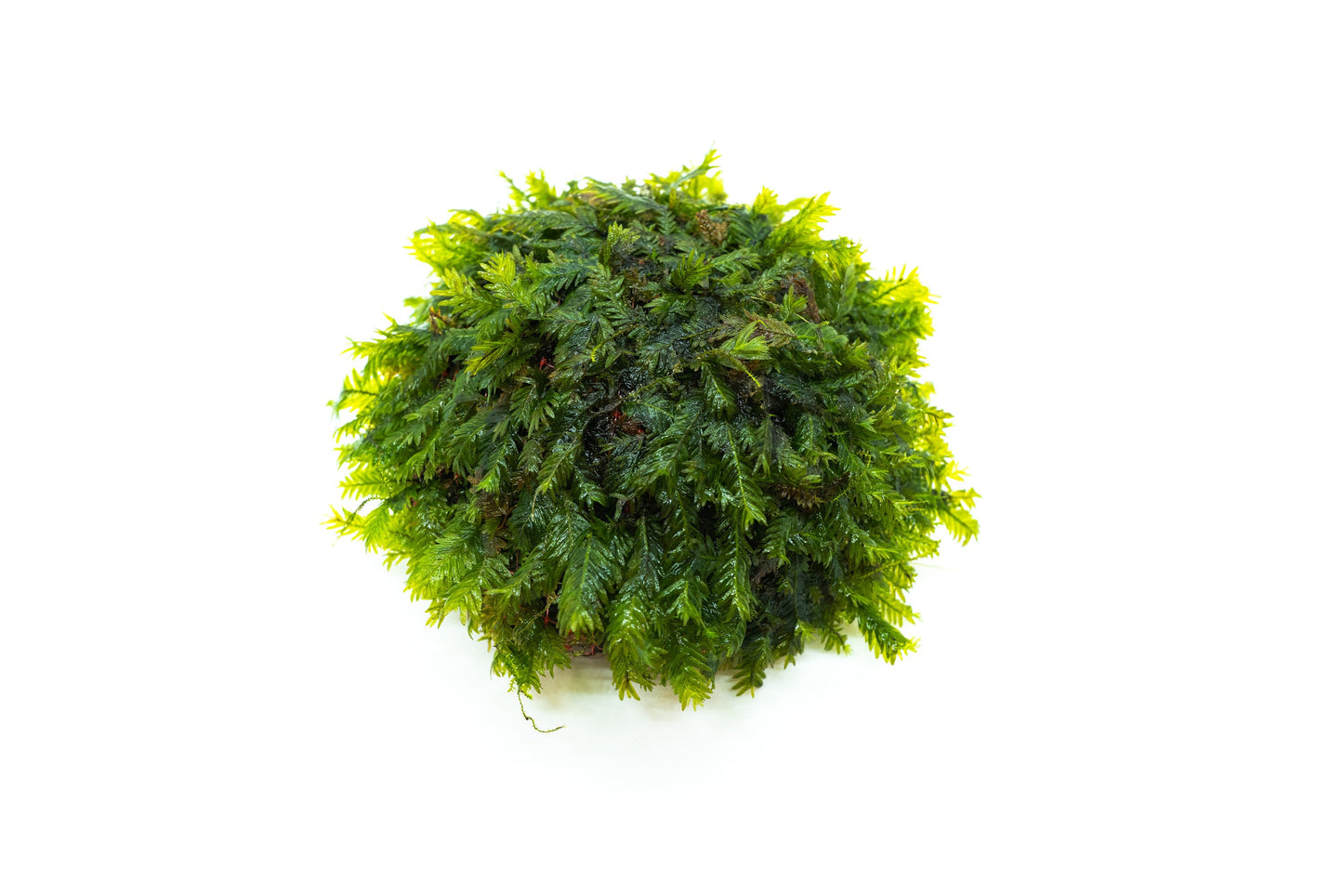 Fissidens Nobilis Moss Dome (3inx1.25in) - Live Aquarium Moss For Planted Shrimp Tank, Terrarium Setup