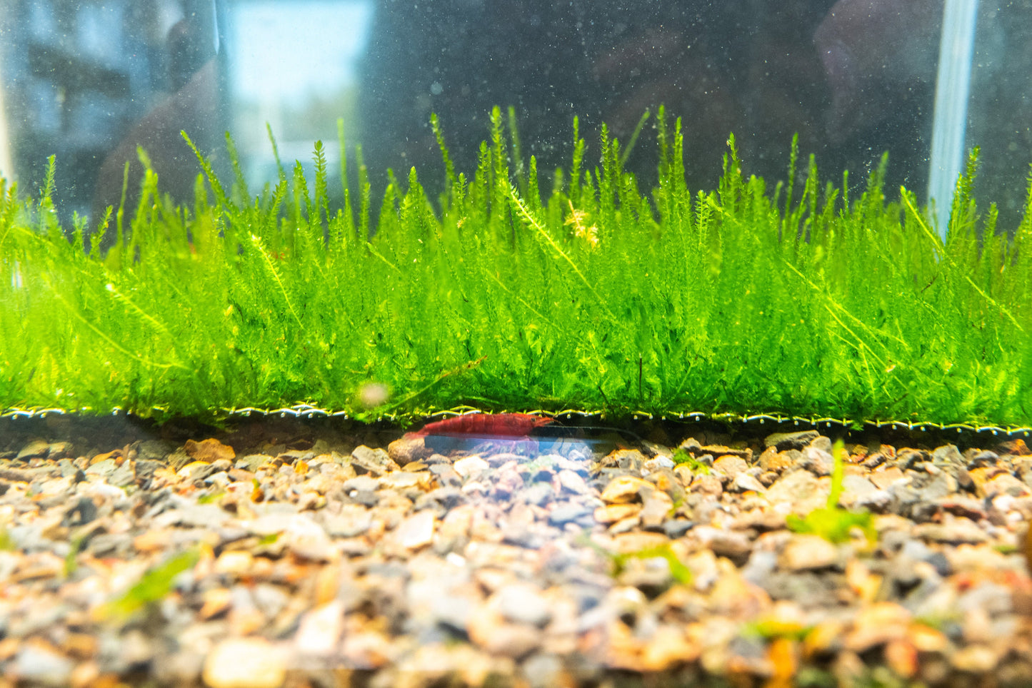 Flame Moss Mat (7inx3in) - Live Aquarium Moss For Planted Shrimp Tank, Terrarium Setup
