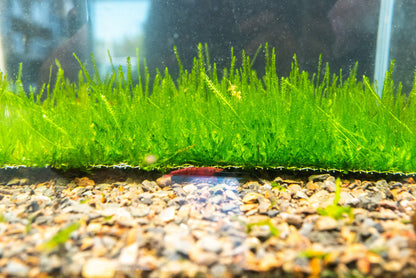 Flame Moss Mat 7x3 Large | Live Aquarium Moss | Shrimp Tank Carpet | Upright Moss | Low Light | Easy Care
