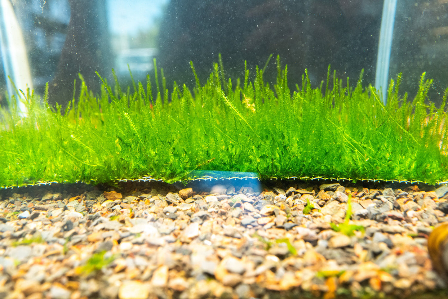 Flame Moss Mat (7inx3in) - Live Aquarium Moss For Planted Shrimp Tank, Terrarium Setup
