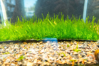 Flame Moss Mat 7x3 Large | Live Aquarium Moss | Shrimp Tank Carpet | Upright Moss | Low Light | Easy Care