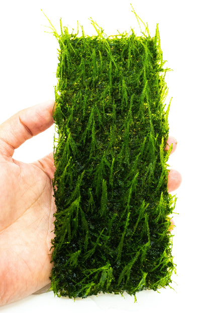 Flame Moss Mat 7x3 Large | Live Aquarium Moss | Shrimp Tank Carpet | Upright Moss | Low Light | Easy Care