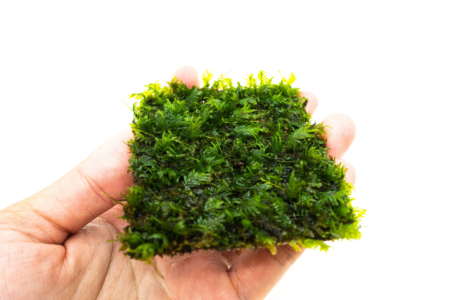Fissidens Nobilis Moss Mat (3inx3in) - Live Aquarium Moss For Planted Shrimp Tank, Terrarium Setup